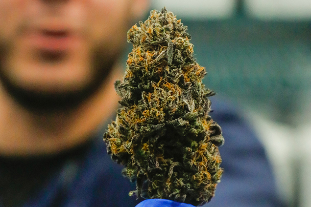 Grassroots cultivation harvest