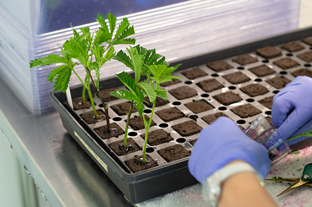 Grassroots cannabis cultivation clone