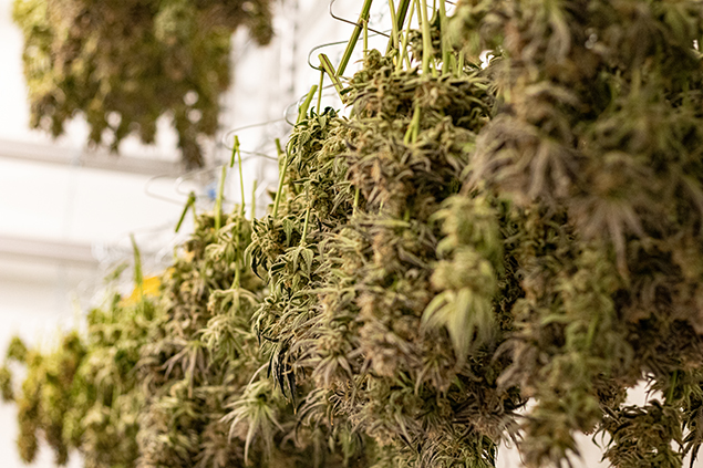 Grassroots cannabis cultivation drying