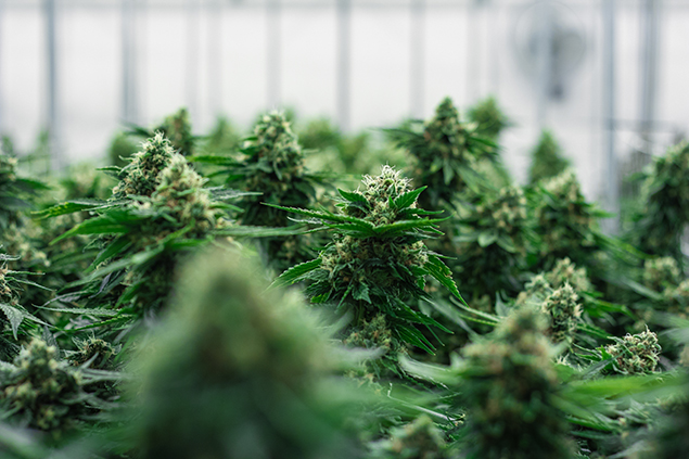 Grassroots cannabis cultivation pre-harvest