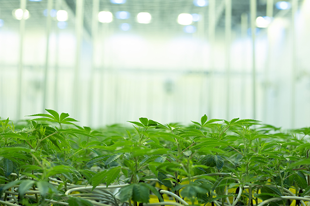 Grassroots cannabis cultivation vegetation