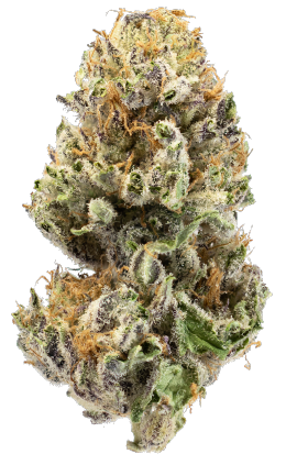 Sherbet Cannabis Flower